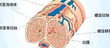 阴茎背神经体性感觉诱发 电位测定法